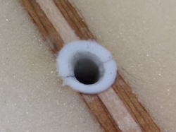 �I�[�o�[�z�[�� Takayama Green 4